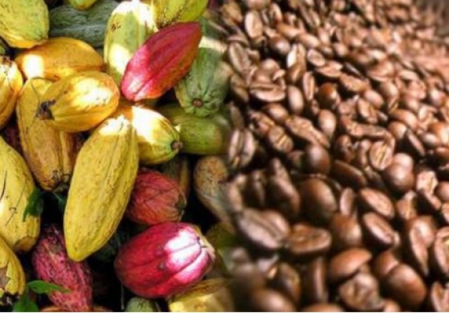 Prix du Cacao en Côte d’Ivoire et au Ghana : Or brun, colère noire